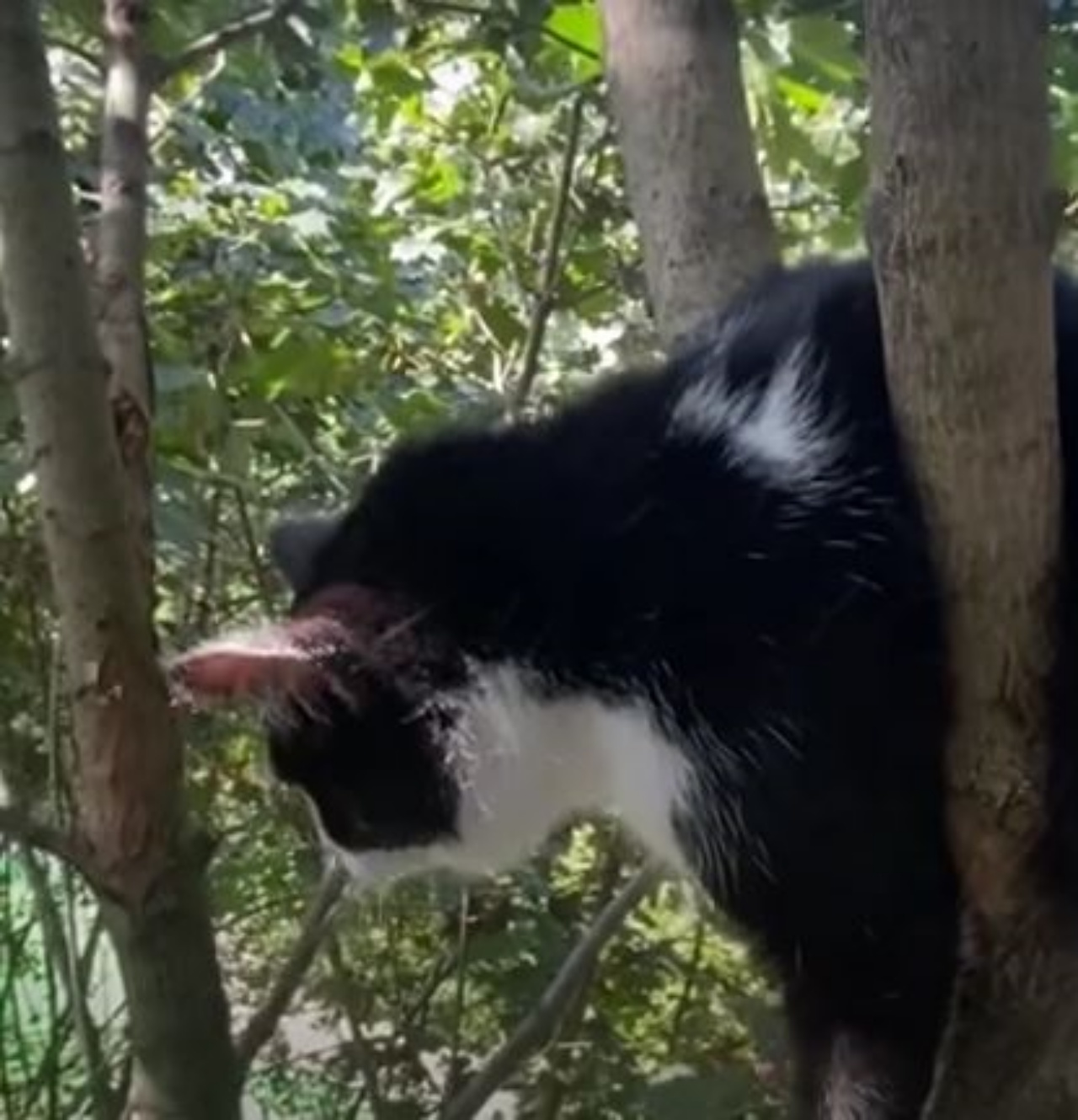un gatto sull'albero