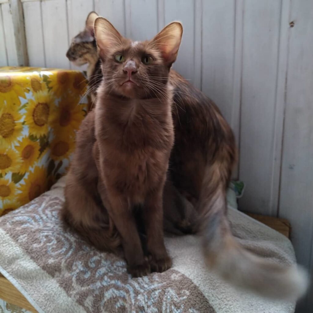 gatto di colore marrone