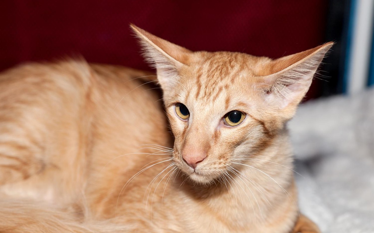 gatto arancione con le orecchie grandi