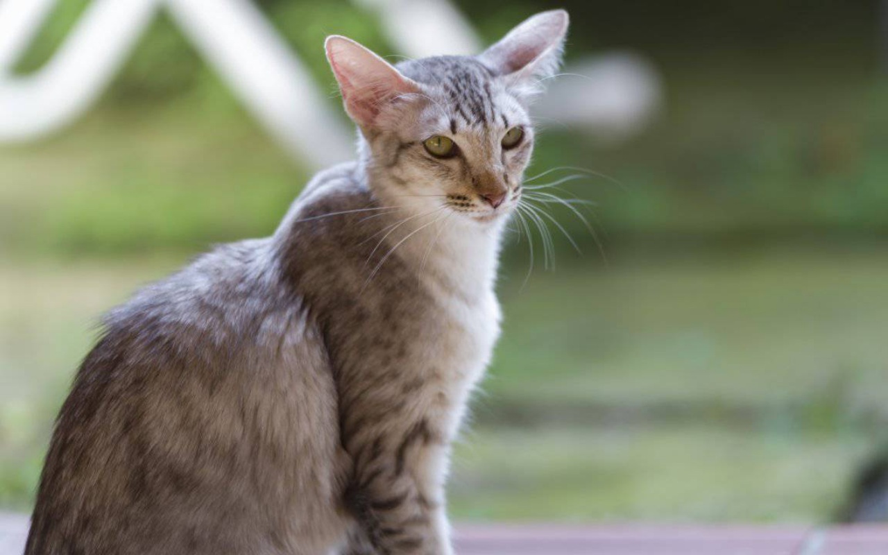 gatto in giardino