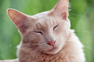 Giavanese, gatto da curare: tutto sulla salute e sulle malattie comuni
