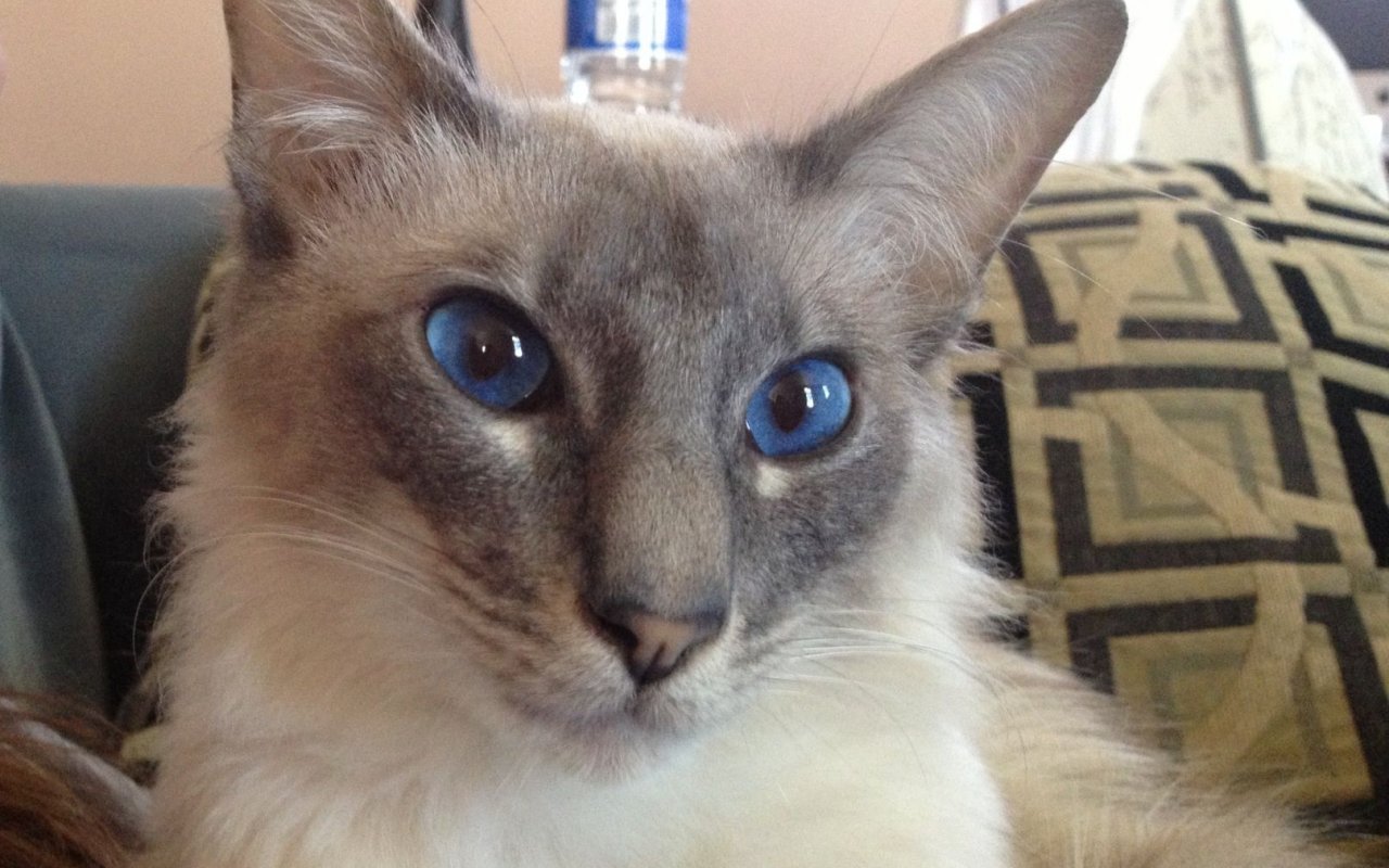 gatto con gli occhi blu molto grandi