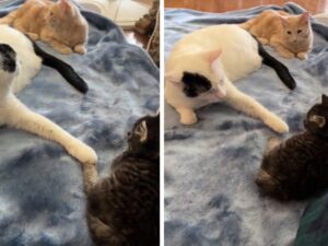 gatto adulto che interagisce con uno piccolo