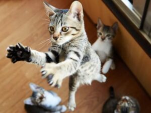 gatto tigrato