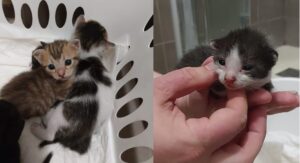 Mamma e quattro gattini appena nati
