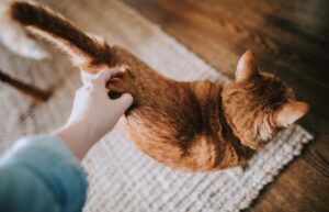 Come capire i movimenti della coda del gatto: tutti i significati