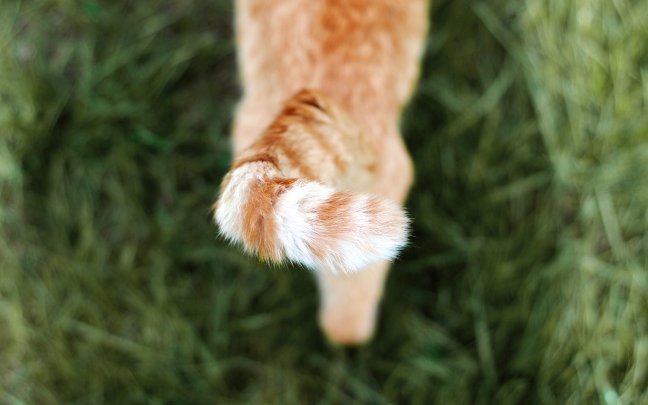 gatto arancione che cammina sul prato