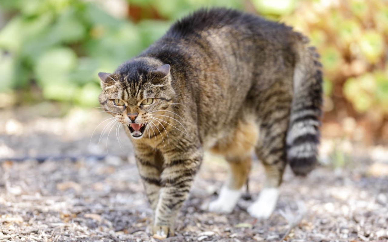 gatto arrabbiato che si prepara a un attacco