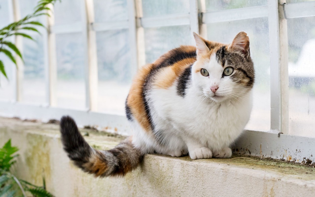 gatto sul davanzale della finestra