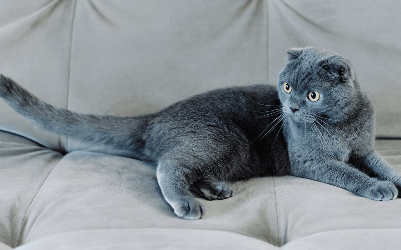gatto certosino sul divano