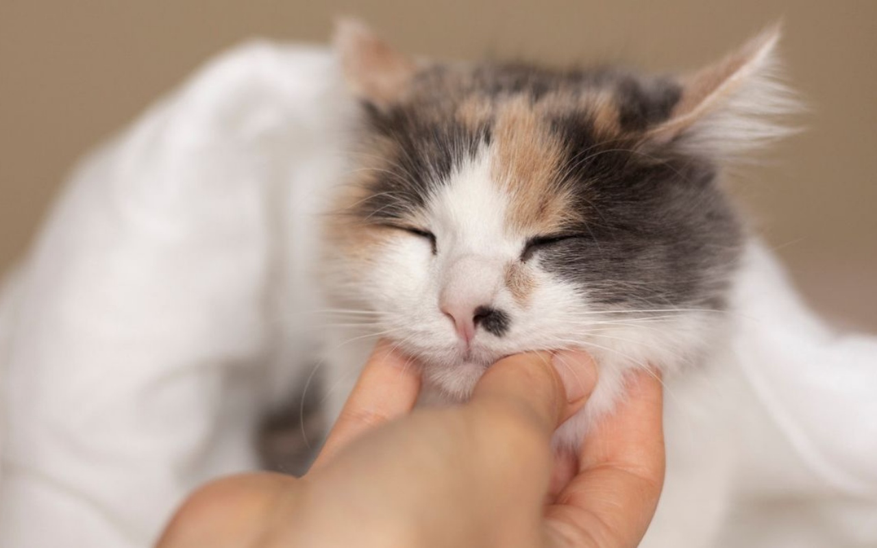 gatto che ama le coccole sotto al mento