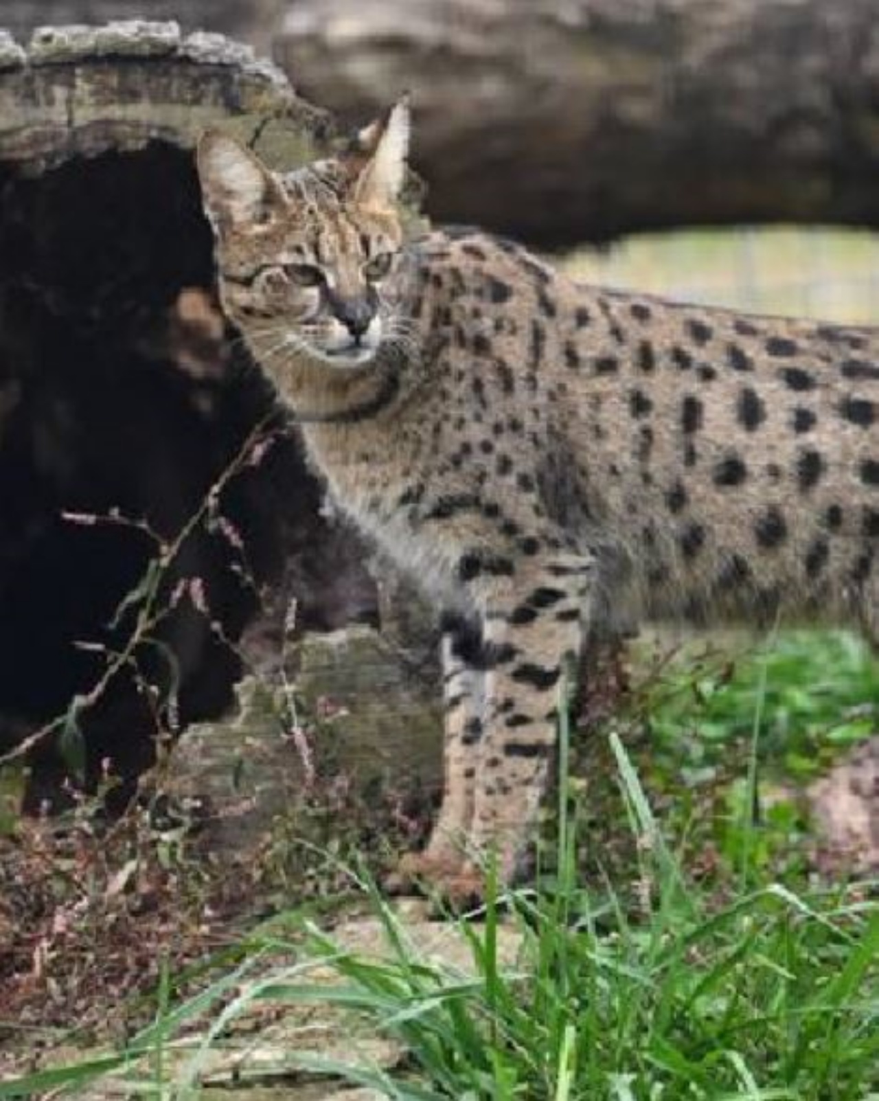 un gatto di razza Savannah