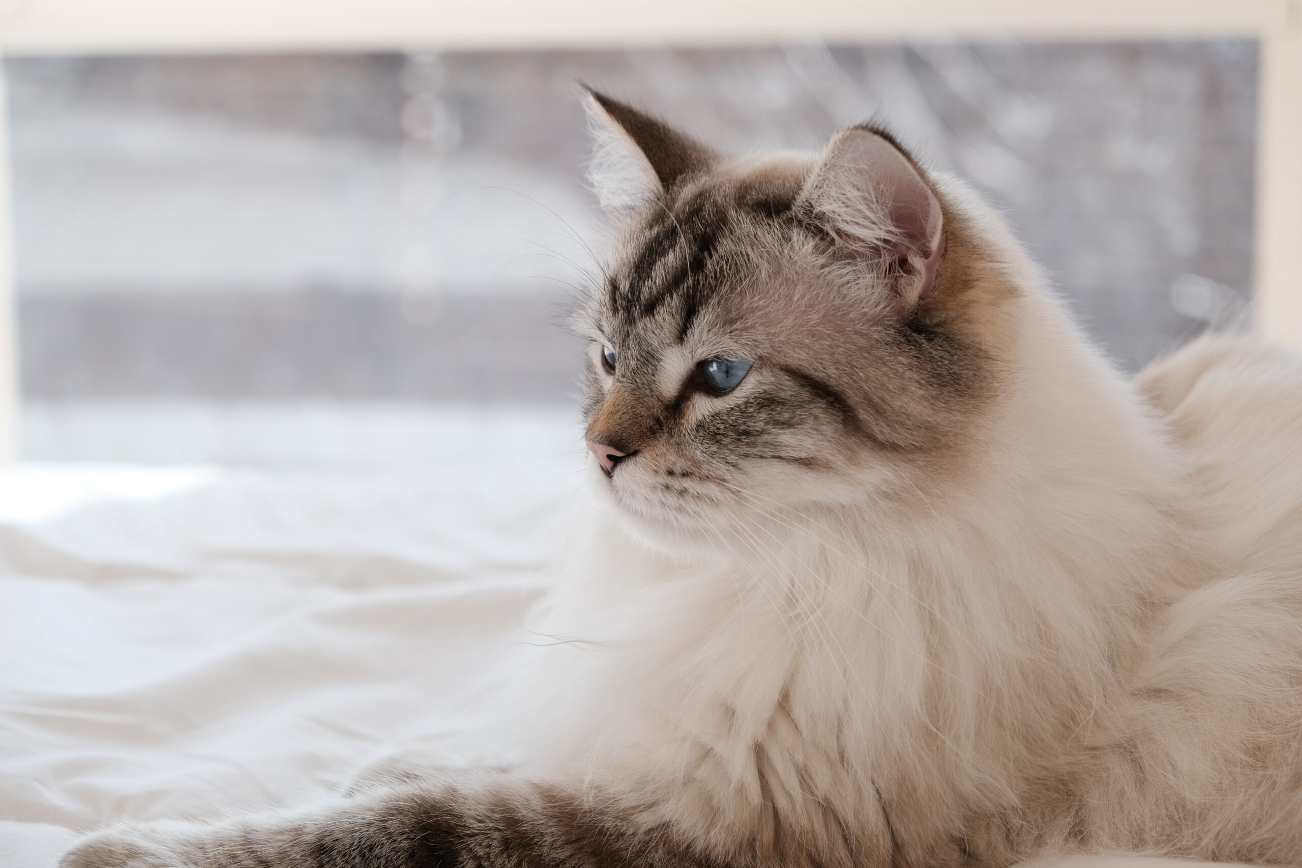 gatto a pelo lungo bianco e grigio