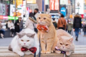 Non uno, non due, ma tre: questo trio di gatti viaggia sempre per il mondo insieme ai genitori