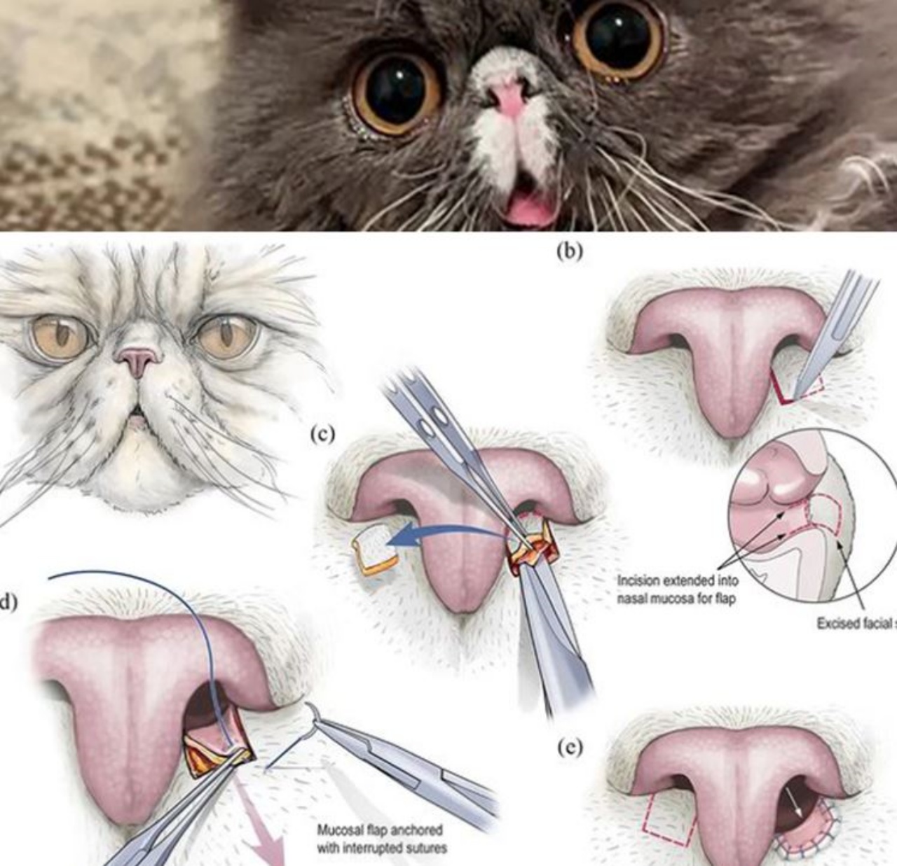 un gatto persiano e lìimmagine della sua operazione