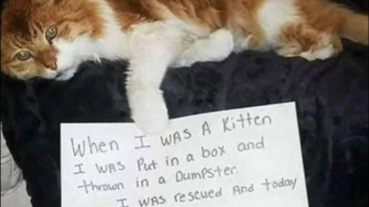 Gatto tiene un foglio
