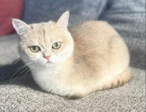 5 bellissimi gatti dagli occhi verdi che ti stregheranno con il loro sguardo incantevole