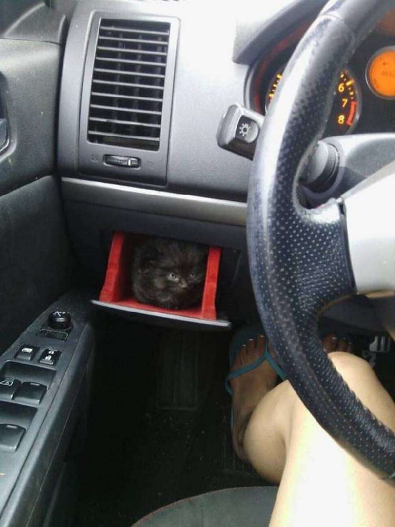 gattino in auto