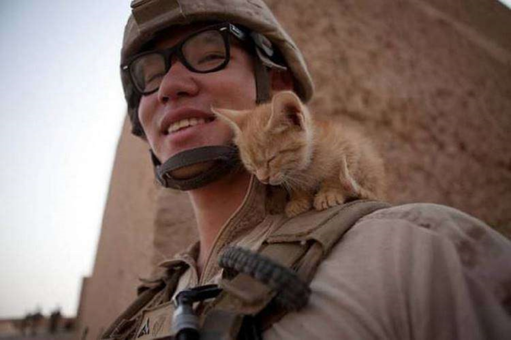 soldato e gattino