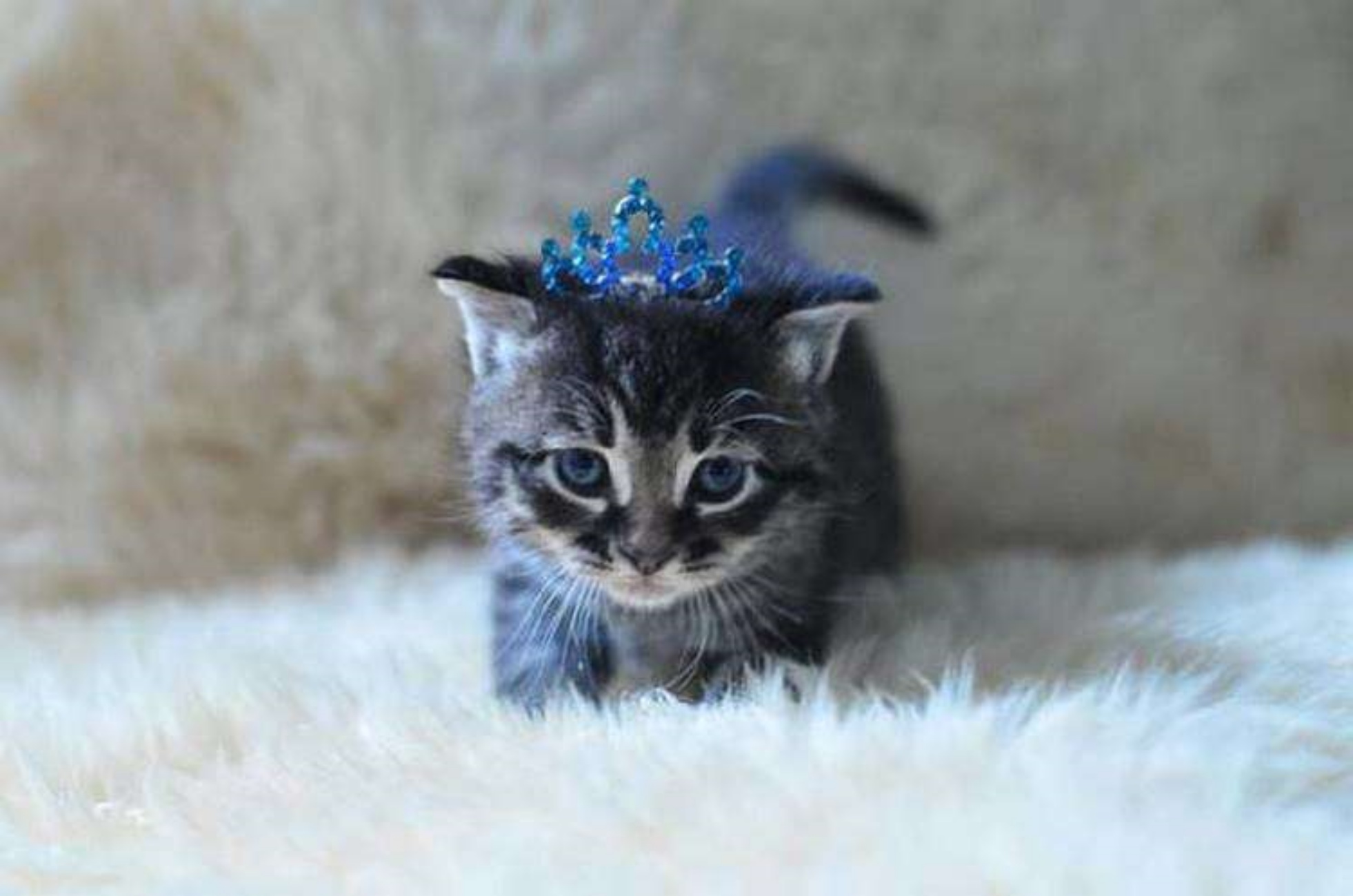 gattina con corona