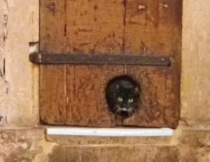 Antichissima: in questo luogo hanno trovato la porticina per gatti più vecchia mai rinvenuta fino ad adesso