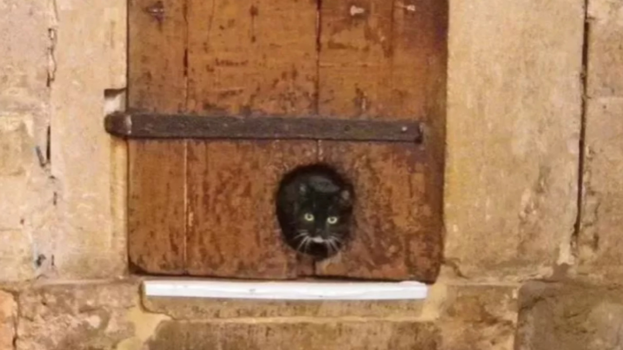 Gatto passa la porta
