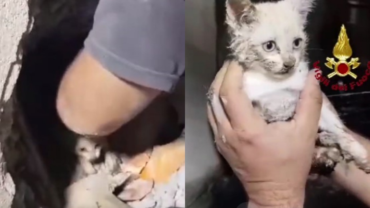 gatto salvato