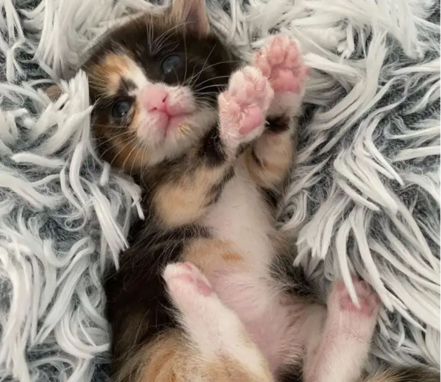 gattina