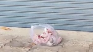 Gattino in un sacchetto di plastica
