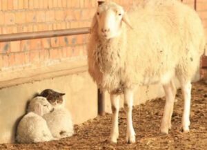 due piccoli amici