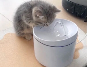 Il gattino che decide di giocare con la sua fontanella per l’acqua è la cosa più carina che vedrete oggi