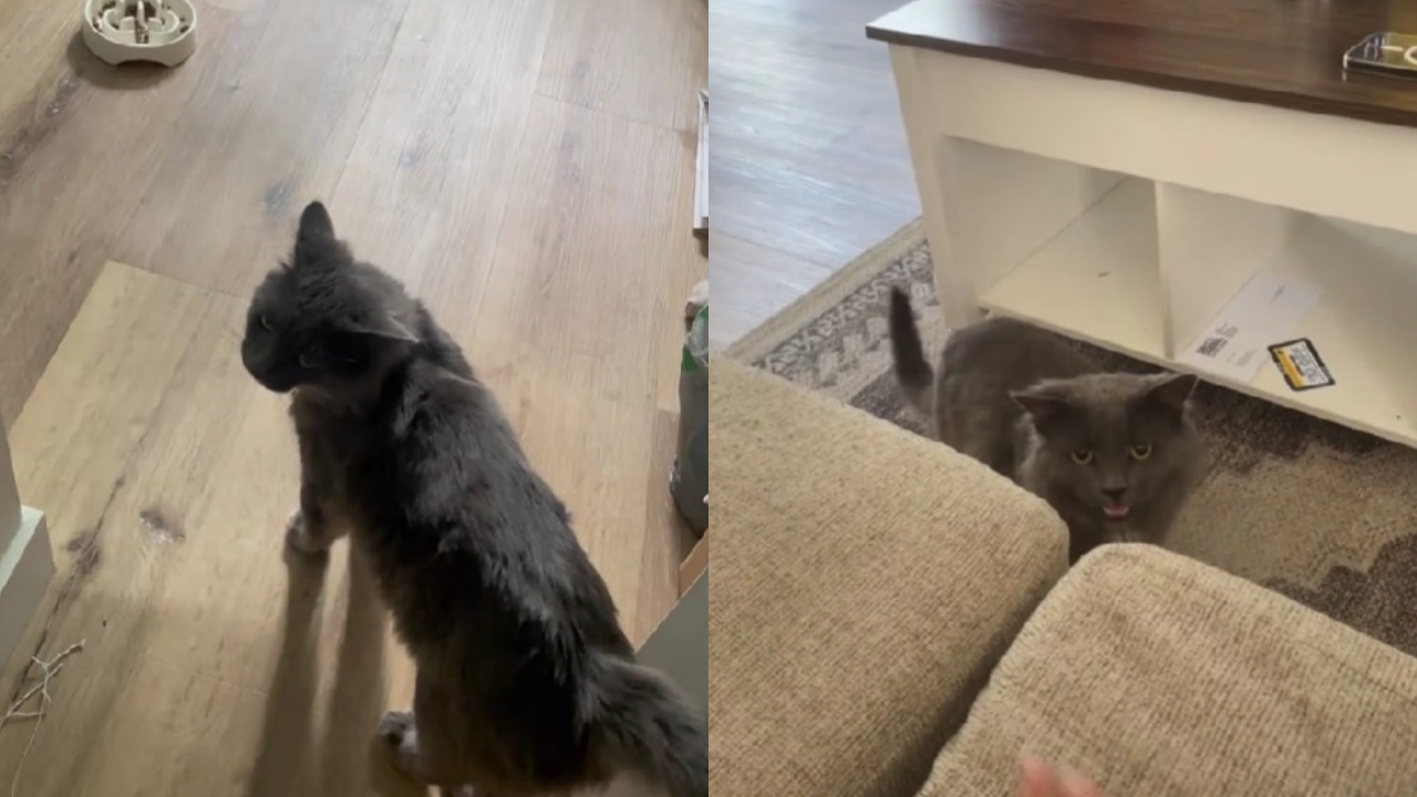 micio in casa
