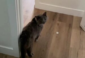 micio grigio