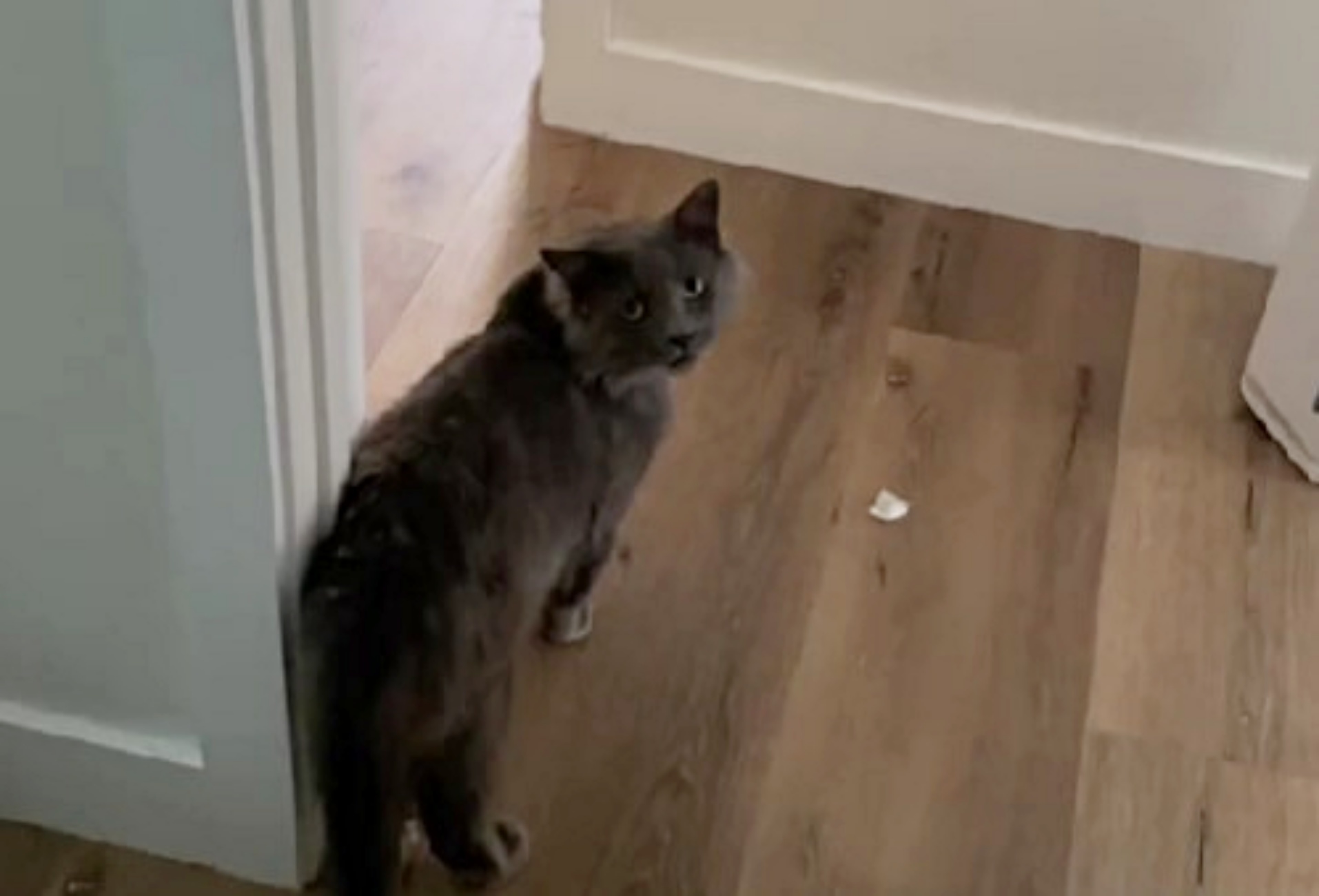 micio grigio