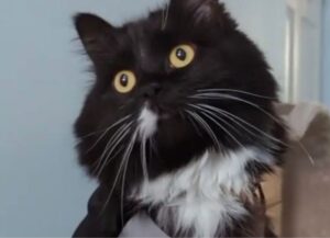 gatto fantastico