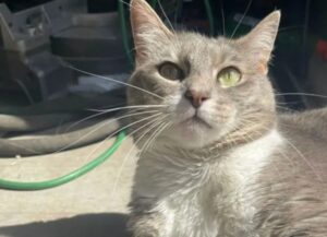 gatto felice