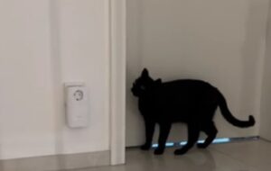 micio nero