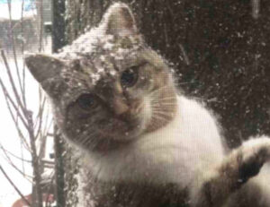 Il gatto randagio chiedeva di entrare durante una tempesta di neve, bussando alla finestra