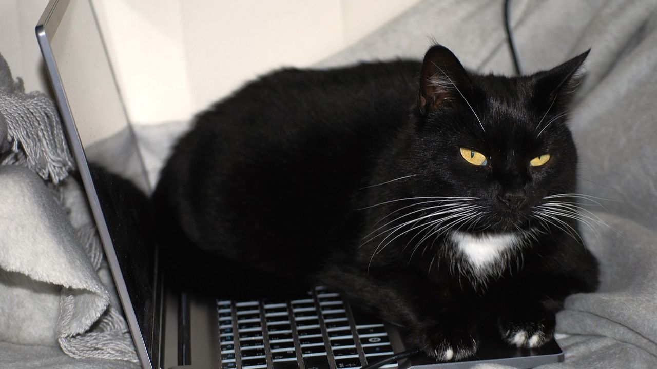 Gatto nero sul computer