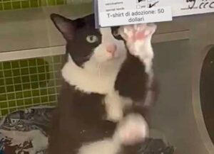 gatto dolce