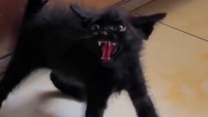 Il temibile gattino prova con tutto sé stesso a far paura agli altri, ma non gli riesce molto bene