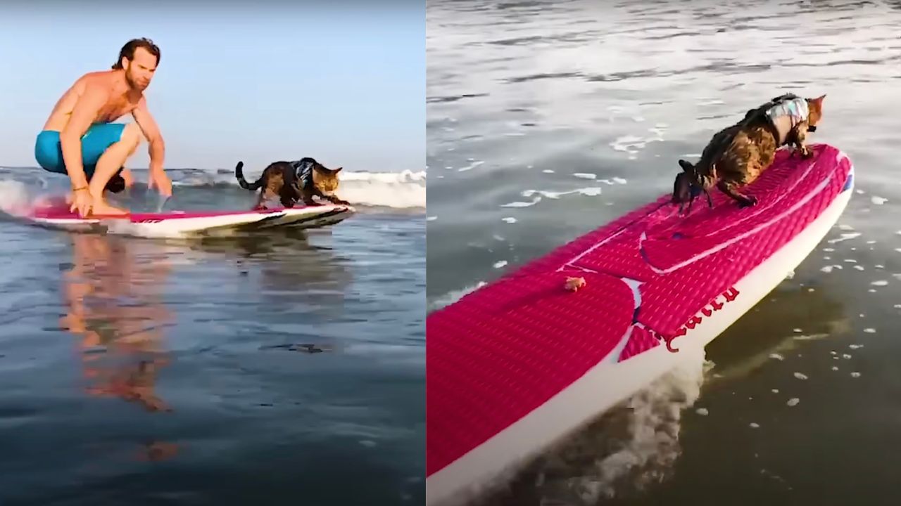 Padrone fa surf con gatto