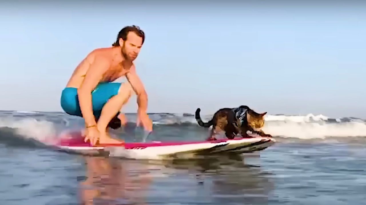Gatto e padrone fanno surf