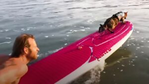 Inarrestabile! Questo gatto non si ferma e scongiura il suo papà per fare surf con lui