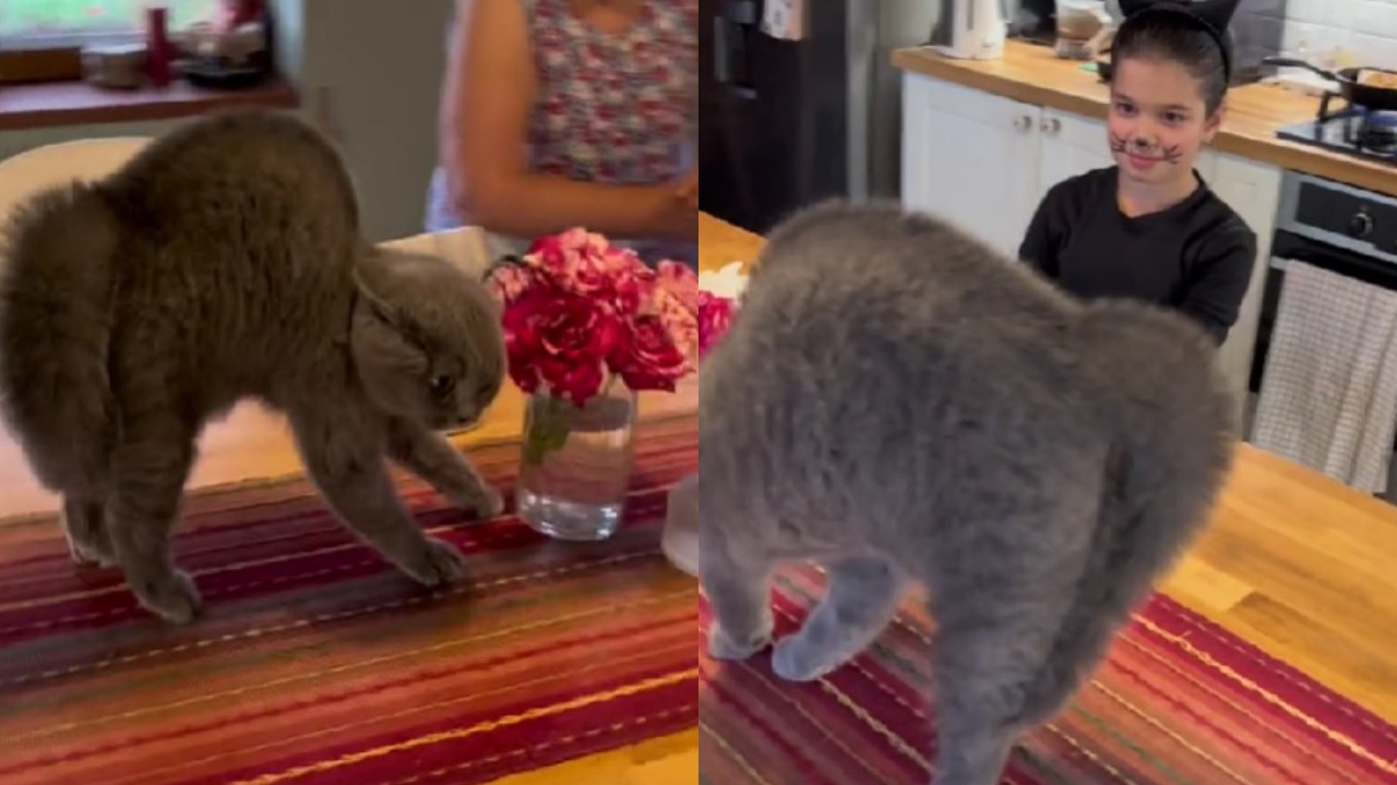 gatto impaurito