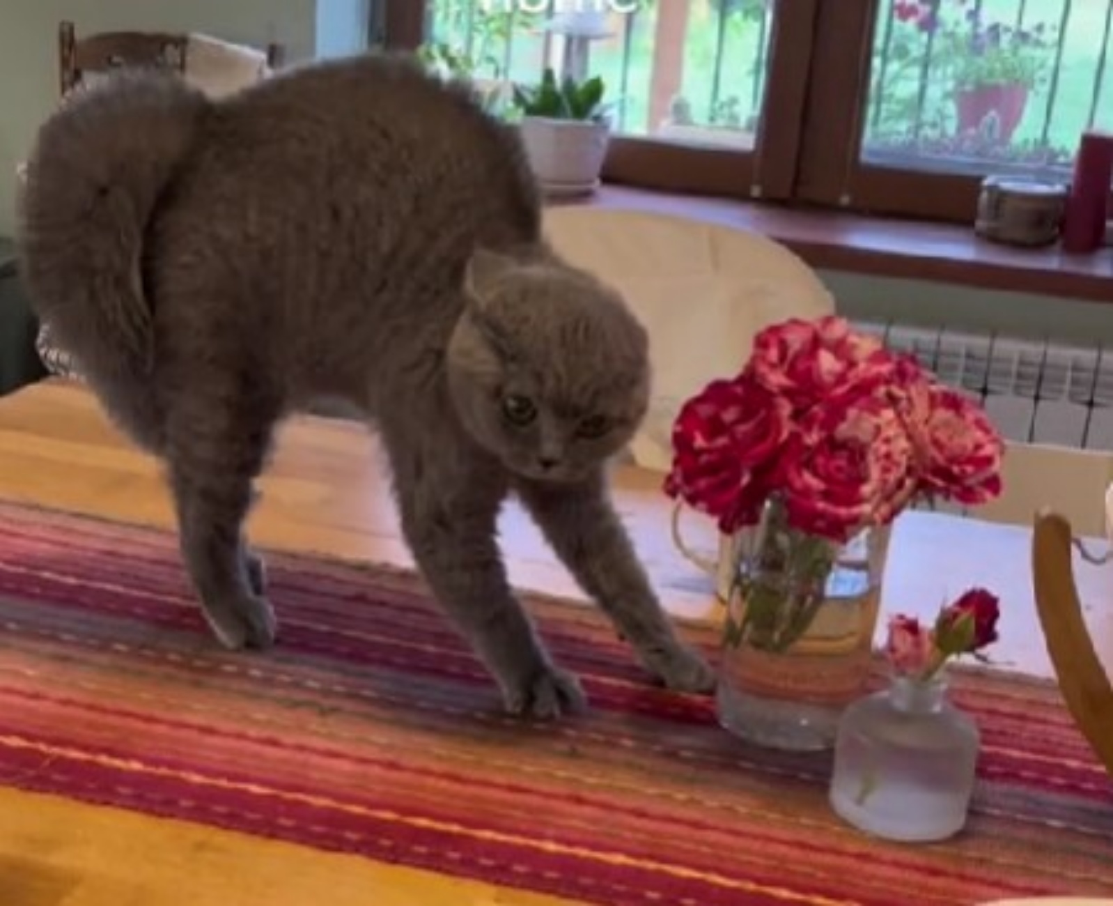 gatto spaventato