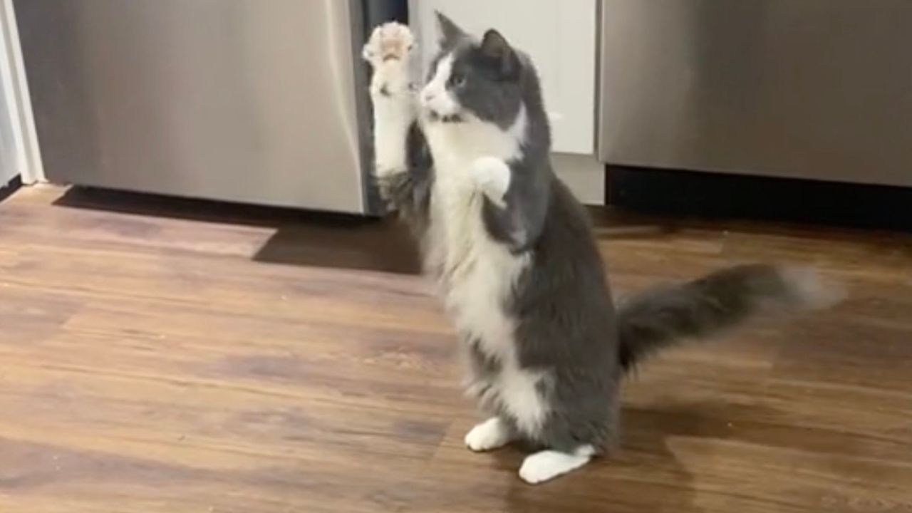 Gatto prova a prendere bolla di sapone