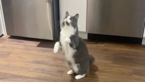 La bolla esplode e il gatto rimane di stucco: la sua reazione è puro oro