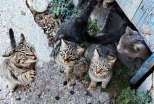 La colonia felina non si può sfrattare dal condominio, sentenza in Italia: la decisione del giudice da ragione a una gattara