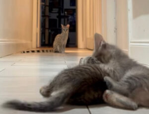 La convivenza più strana che abbiate mai visto: questi gattini condividono casa con una genetta